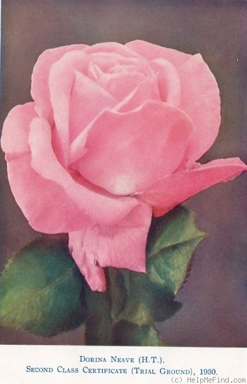 'Dorina Neave' rose photo