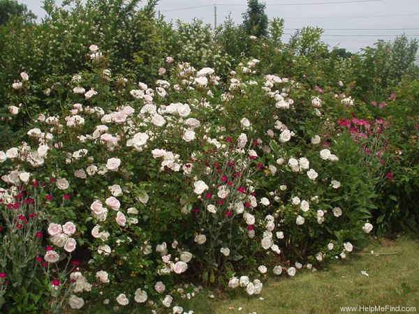 'New Dawn (Large Flowered Climber, Dreer, 1930)' rose photo