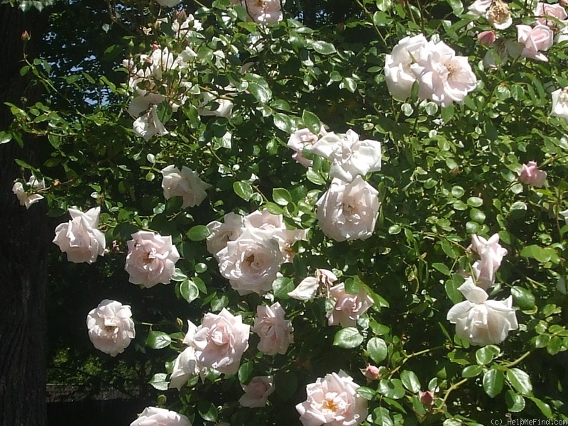 'New Dawn (Large Flowered Climber, Dreer, 1930)' rose photo