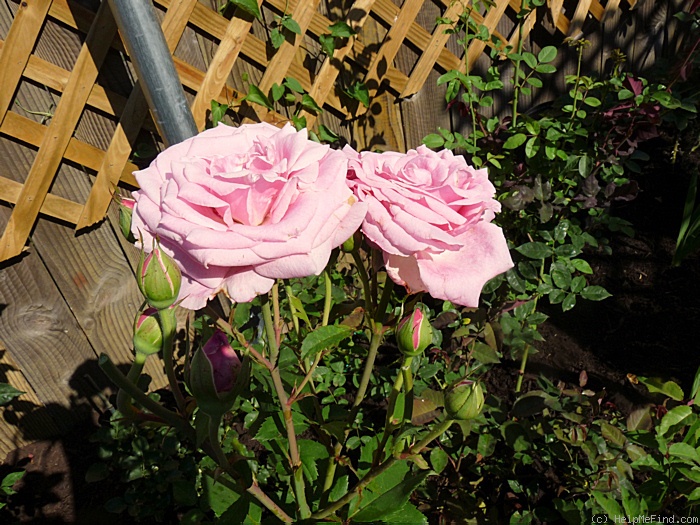 'Belinda's Dream (Shrub, Basye, 1988)' rose photo