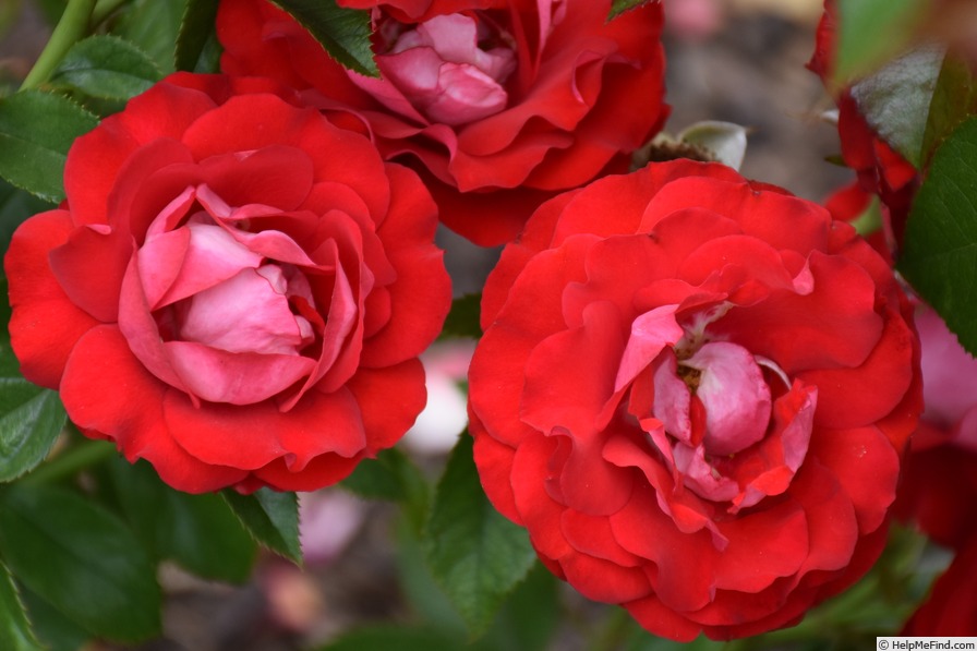 'KORblohawa' rose photo