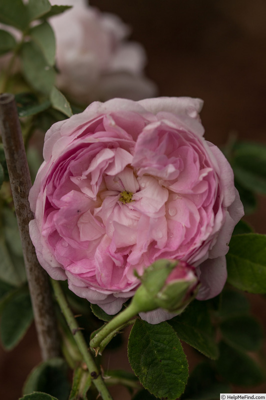 'Christiane Frost' rose photo