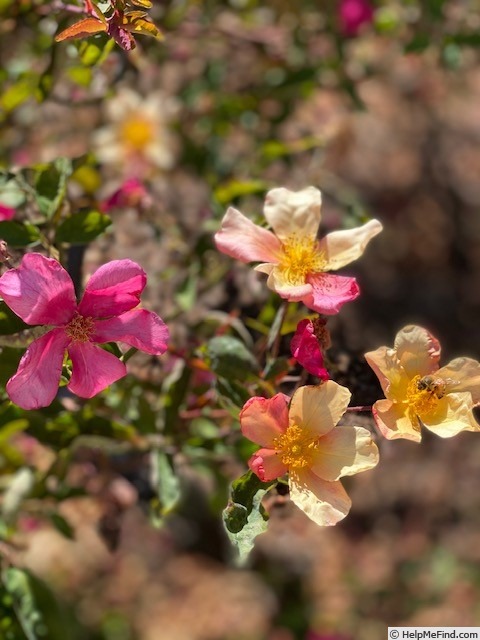 'Mutabilis (china, Unknown, before 1894)' rose photo