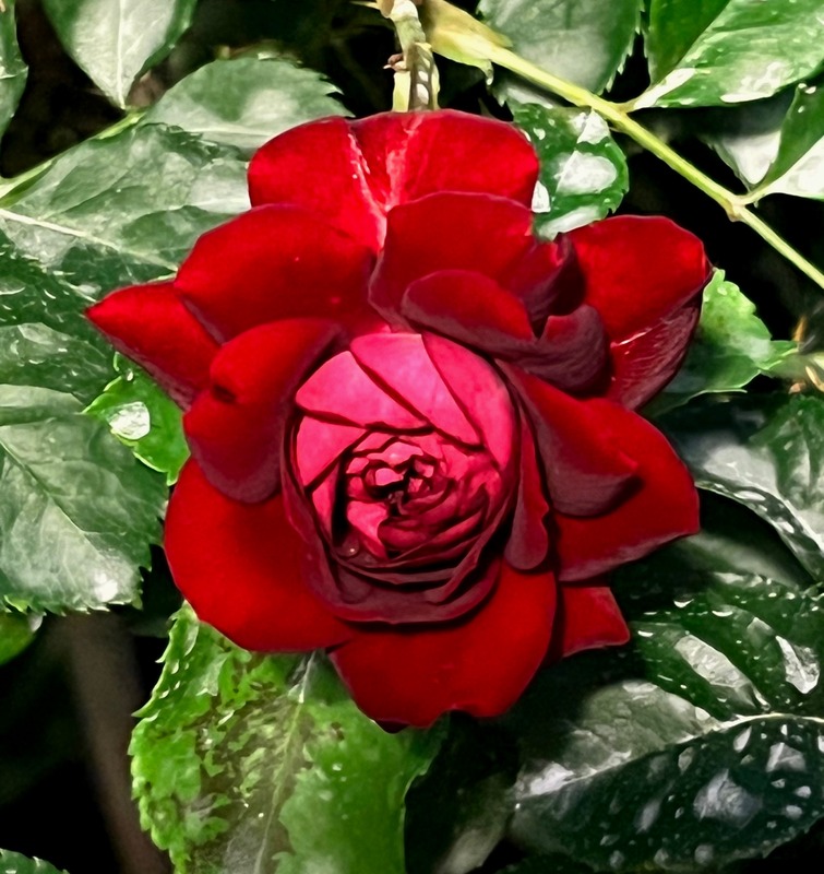 'Rose der Einheit ®' rose photo