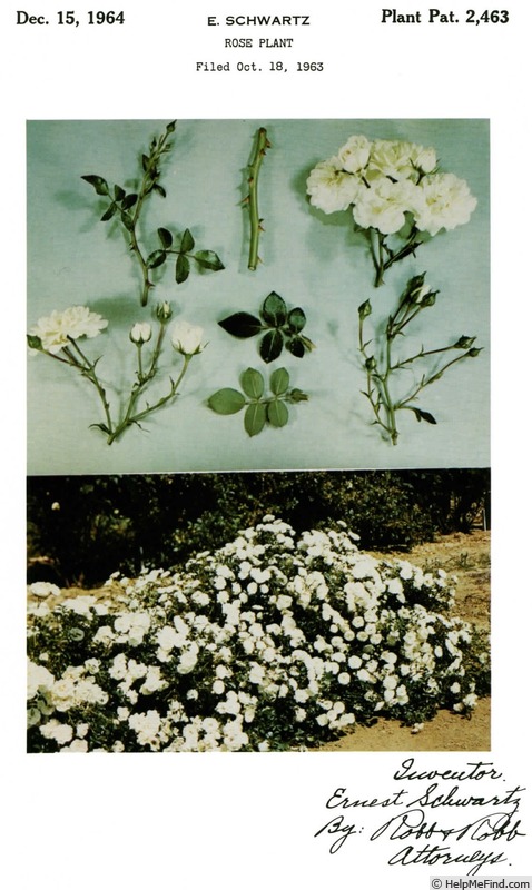 'Sea Foam (shrub, Schwartz 1963)' rose photo