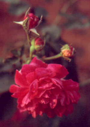 Kakinada Red Rose