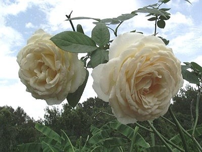 'Ben Whiteside's Rose Garden'  photo
