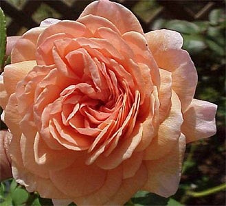 'Rosesense'  photo