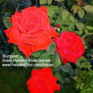 'Svein Hallan's Rose Garden'  photo