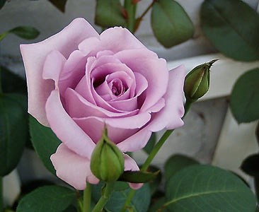 'Rob's Roses'  photo