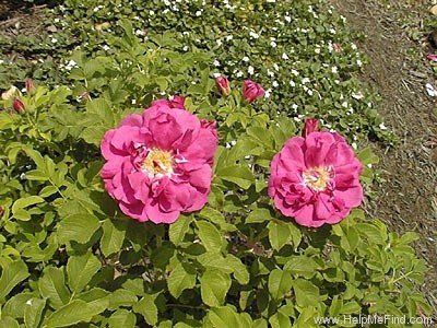 'Charles Albanel' rose photo