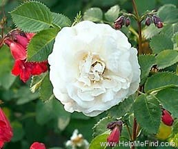 'Alba Maxima' rose photo