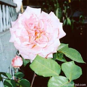 'Rosy Mantle' rose photo