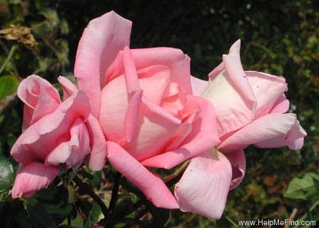 'Rosy Mantle' rose photo