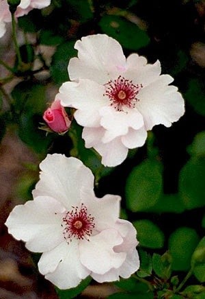 'John's Minnesota Rose Garden'  photo