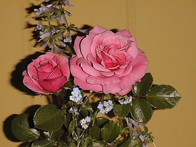 'Lisa's Rose Garden'  photo