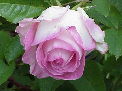 'Alis' Rose Garden'  photo