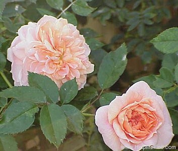 'Colette (climber, Meilland, 1994)' rose photo