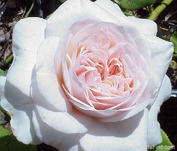'Claire Rose' rose, click to enlarge 'Claire Rose' rose photo