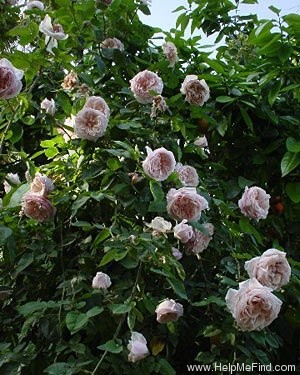 'Souvenir de la Malmaison, Cl.' rose photo