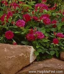 'Classic Sunblaze' rose photo