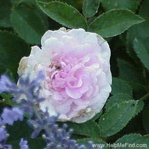 'Clotilde Soupert (polyantha, Soupert & Notting 1888)' rose photo