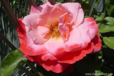 'Color Magic' rose photo