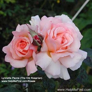 'Compassion ® (Large-Flowered Climber Harkness, 1972)' rose photo