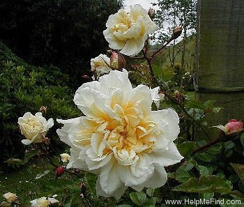 'Frau Albert Hochstrasser' rose photo