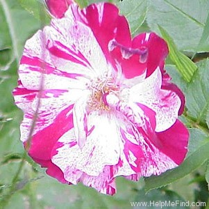 'Fourth of July' rose photo
