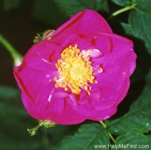 'Alika' rose photo