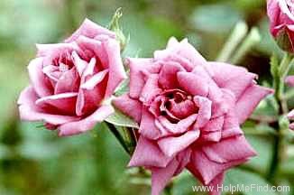 'Diamond Anniversary ™' rose photo