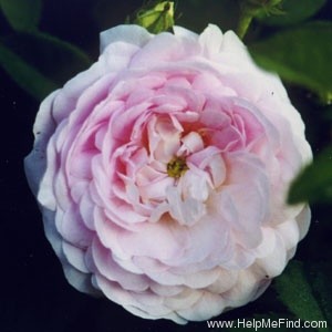 'Belle Isis (gallica, Parmentier, by 1845)' rose photo