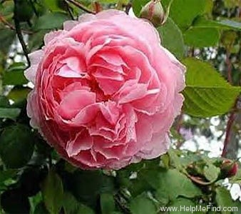'The Miller' rose photo