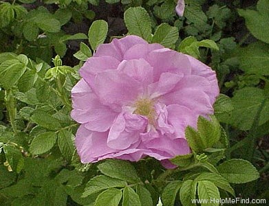 'Belle Poitevine' rose photo