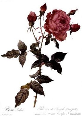 'Bengal Centfeuilles' rose photo