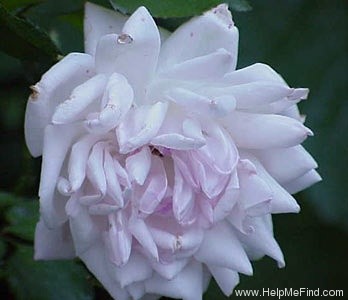 'W. Freeland Kendrick' rose photo