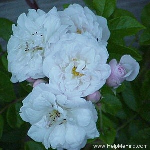 'White Mountains' rose photo