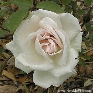 'White Queen Elizabeth' rose photo