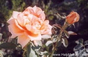 'Wiener Charme ®' rose photo