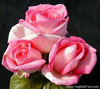 'Wimi' rose photo