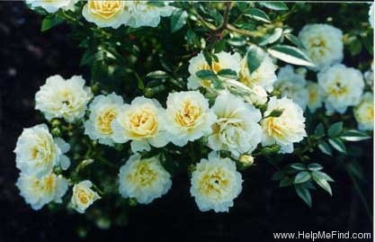 'Yellow Mozart' rose photo