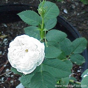 'Blanche de Belgique' rose photo