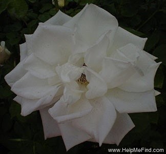 'Blanche Mallerin' rose photo