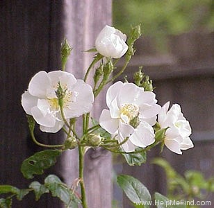 'Bobbie James' rose photo