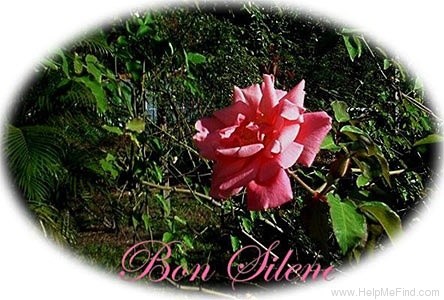'Bon Silène (Tea, Guerin, 1834)' rose photo