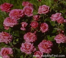 'Candy Sunblaze ™ (miniature, Meilland 1991)' rose photo