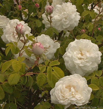 'Madame Plantier (alba-noisette hybrid, Plantier, 1835)' rose photo