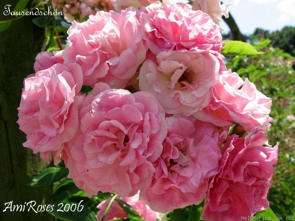 'Tausendschön' rose photo