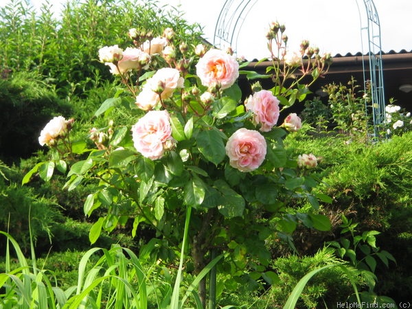 'César ® (climber, Meilland, 1993)' rose photo